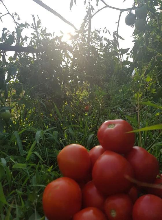Agritur Masi Brenta Bed & Breakfast Rovereto  Bagian luar foto
